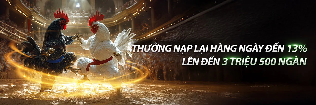 Đá gà trực tiếp DV1 với những trận đấu kê kịch tính
